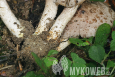 Psathyrella cotonea