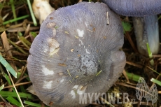 Entoloma bloxamii