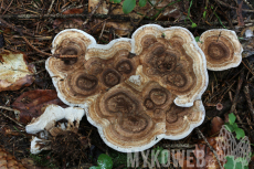 Phellodon tomentosus