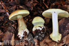 Cortinarius elegantissimus