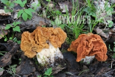 Gyromitra gigas