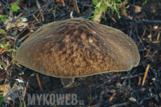 Pluteus umbrosus