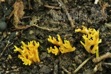 Ramariopsis crocea