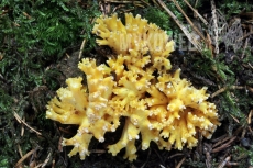 Ramaria lutea