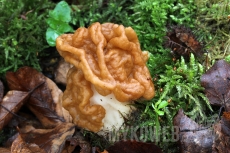 Gyromitra gigas