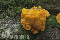 Pycnoporellus fulgens