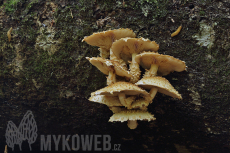 Pholiota squarrosoides