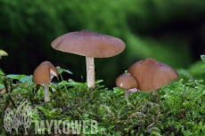 Pluteus phlebophorus