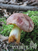 Aureoboletus gentilis