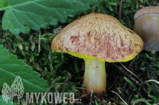 Aureoboletus gentilis