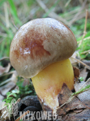 Aureoboletus gentilis