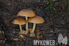 Pluteus phlebophorus