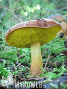 Aureoboletus gentilis