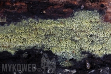 Mycoacia uda