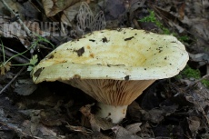 Lactarius evosmus