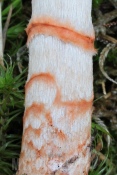 Cortinarius armillatus