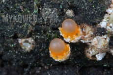 Sphaerobolus stellatus