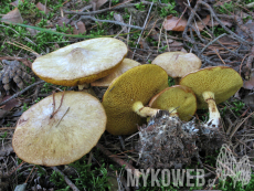 Suillus flavidus