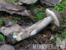 Leccinum variicolor