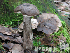 Leccinum variicolor