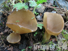 Helvella acetabulum