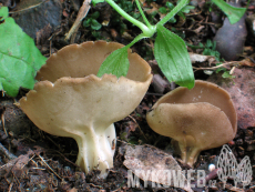 Helvella acetabulum