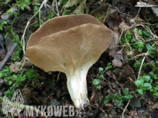 Helvella acetabulum