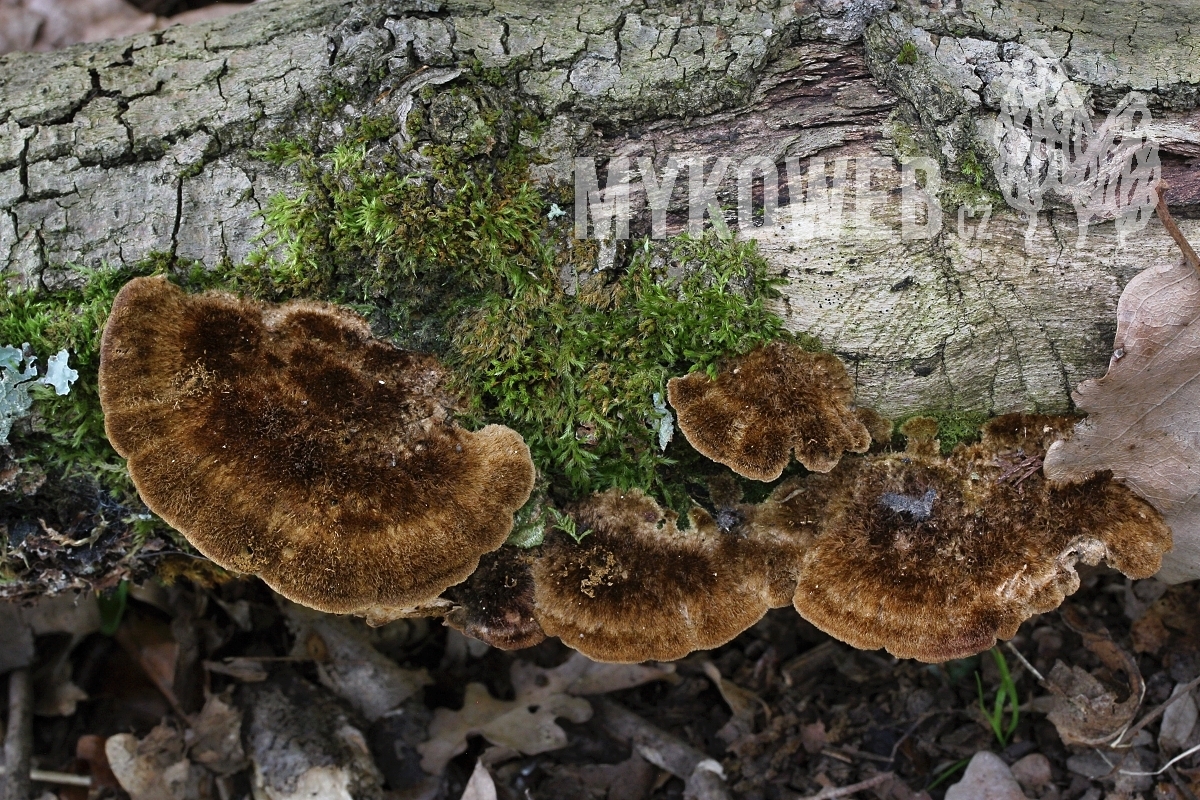 Coriolopsis gallica outkovka francouzká Mykoweb