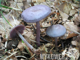 Mycena pelianthina