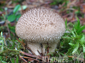 Lycoperdon nigrescens