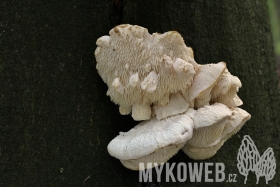 Hericium cirrhatum