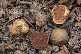 Hymenogaster bulliardii