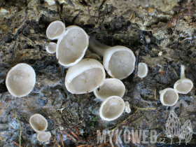 Helvella confusa