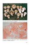 Fungi Europaei 1 Agaricus & Allopsalliota (2008)-L.A. Parra