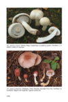 Fungi Europaei 1A Agaricus & Allopsalliota (2013)-L.A. Parra