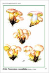 Fungi Europaei 2A Boletus Dill. ex L. (Suppl.) (1991)-C. L. Alessio