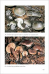 Fungi Europaei 3A Tricholoma (Fr.) St. (Suppl.) (2003)-A.Riva