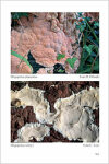 Fungi Europaei 10 Polyporaceae s.l. (2005)-A. Bernicchia