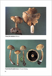Some rare agaricales with brown or darker spores - HAUSKNECHT A., KRISAI-GREILHUBER I.