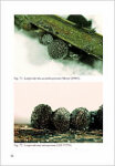 G. Moreno, A. Sanchez, H. Singer, C. Illana & A. Castillo- A study on nivicolous Myxomycetes. The genus Lamproderma 1