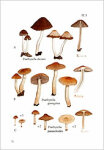 E. Arnolds-Rare and interesting species of Psathyrella