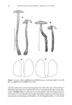 Micromphale sect. Perforantia (Agaricales, Basidiomycetes); Expansion and phylogenetic placement (2016)-Ronald H. Petersen, Kar