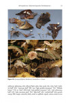 Micromphale sect. Perforantia (Agaricales, Basidiomycetes); Expansion and phylogenetic placement (2016)-Ronald H. Petersen, Kar