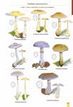 Mushrooms & Toadstools of Britain & Europe vol.3 (2021)-Geoffrey Kibby