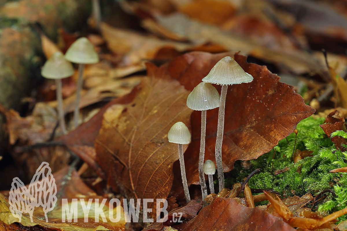 helmovka modravá (Mycena amicta)