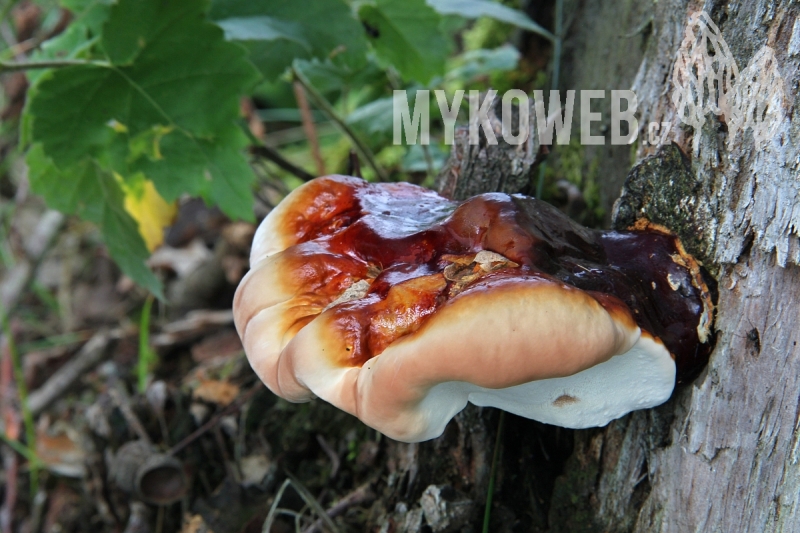 Ganoderma lucidum a její vliv na zdraví