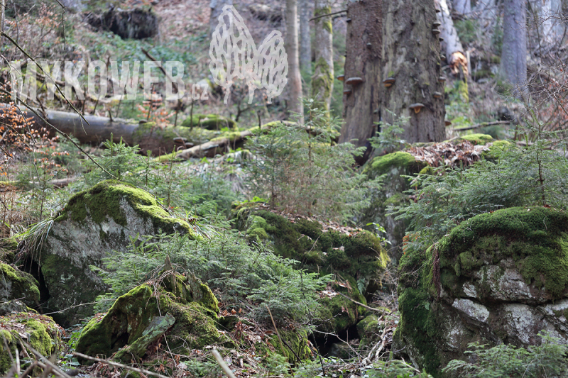 Mykologický průzkum NP Bavorský les
