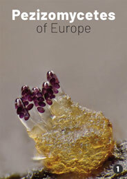 Pezizomycètes d’Europe : Volume 1