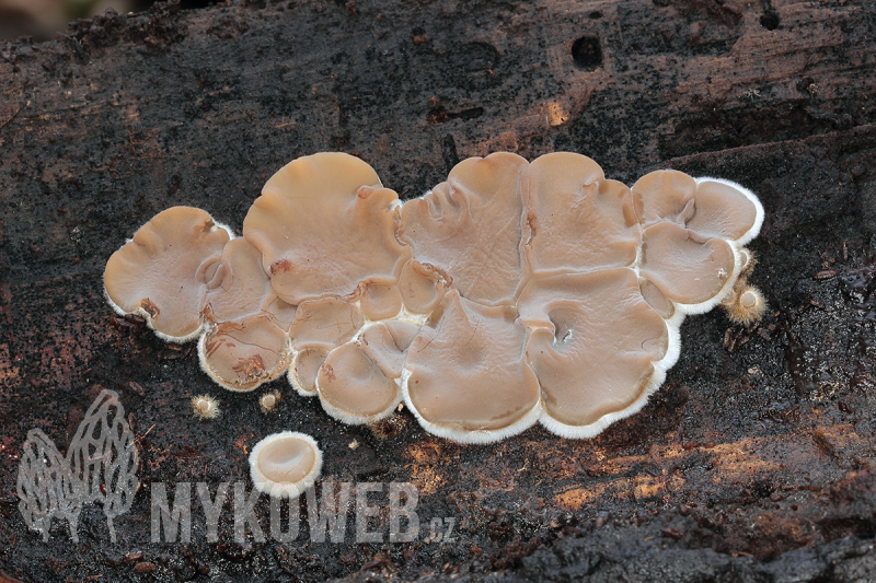 Auricularia mesenterica