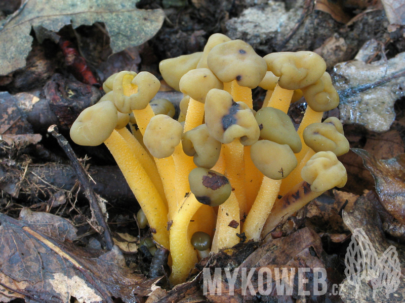 Leotia lubrica